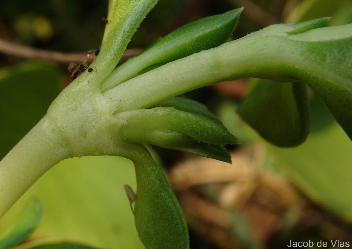 Hydrophylax maritima L.f.